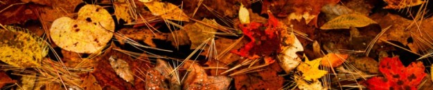 cropped-banner-autumn-leaves